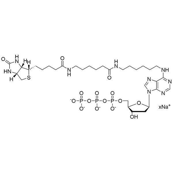 Biotin-14-N6-(6-Aminohexyl)-dATP, 200 mM Sodium Salt Solution