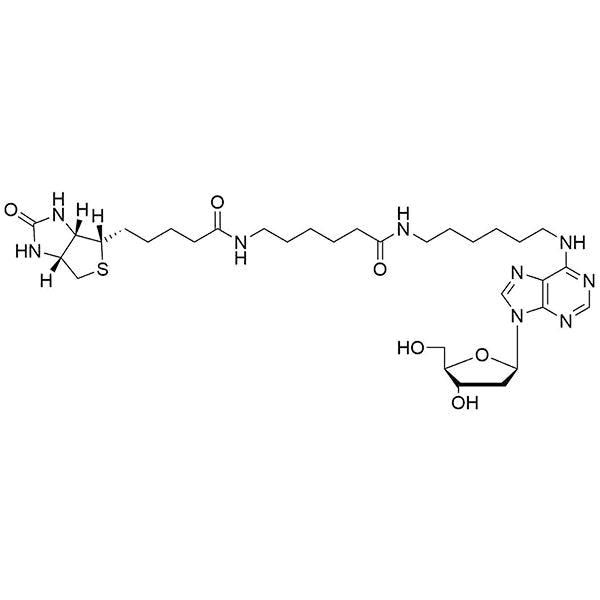 Biotin-14-N6-(6-Aminohexyl)-dA