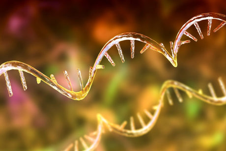 Breaking Through Synthesis Challenges: Hongene Accelerates Clinical Translation of Dual-Targeting Oligonucleotide Drugs!