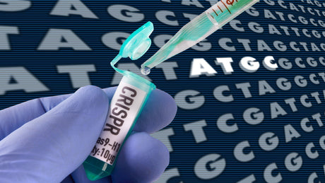 Case Study on the Application of Enzymatic Ligation Synthesis Technology (Part 2): High-Fidelity sgRNA Synthesis