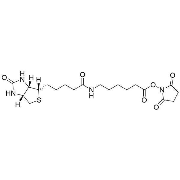 Biotin-LC-NHS Ester
