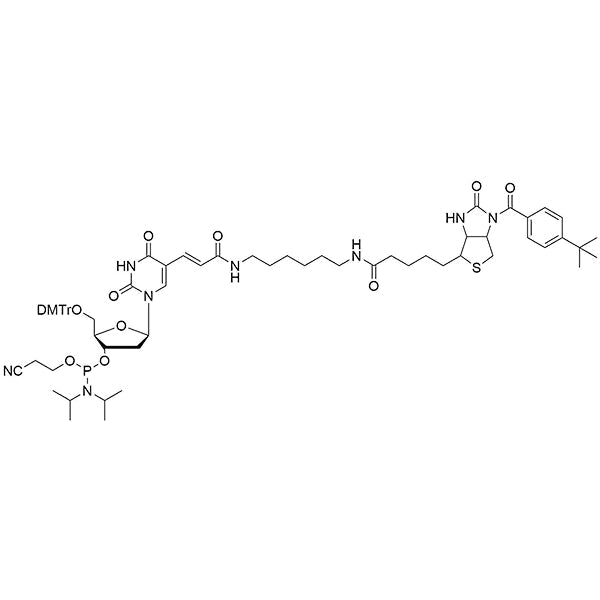 Biotin-Acrylimide-dT Amidite for Covalent Cross-linking Studies ...