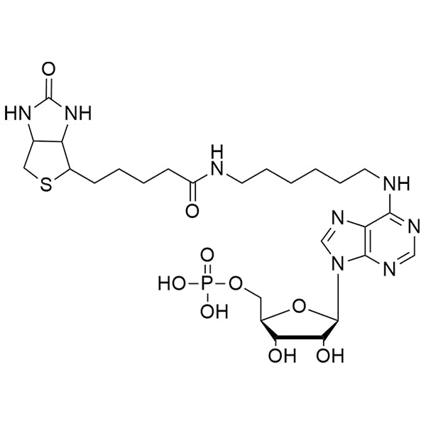 N6-(6-hexylamidobiotin)-AMP