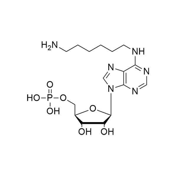 N6-aminohexyl -AMP